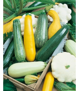 Graines de Courgettes & Pâtissons en Mélange format ECO