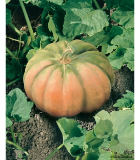 Graines de Courge Musquée d'Hiver de Provence