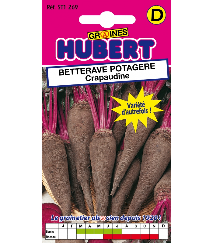 Betterave potagère : semer et planter – PagesJaunes