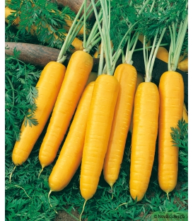 Graines de carotte fourragère jaune obtuse du Doubs