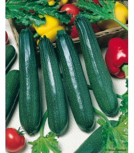 Graines de Courgette Baccara F1