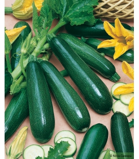 Graines de Courgette Black Beauty