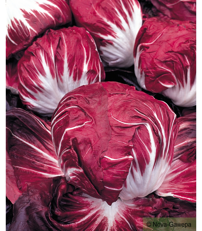 Chicoree sauvage rouge de verone - Graines Caillard