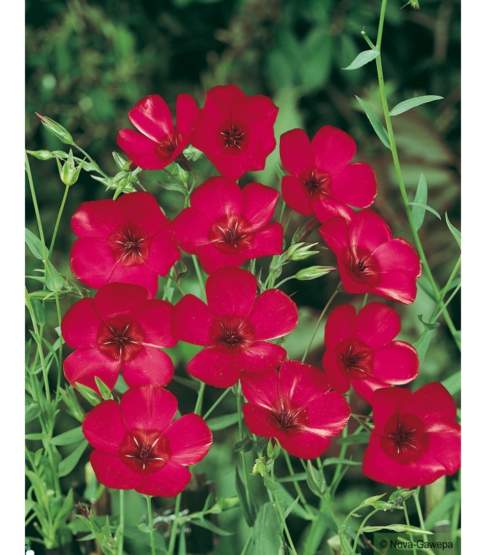 150 graines Fleurs à semer - Le Grenier d'Abondance - LIN Annuel rouge à  grande fleur - Linum Grandiflorum