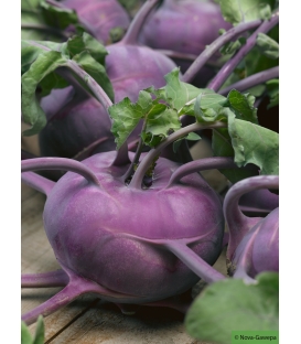 Graines de Chou-rave Blaro - Kohlrabi