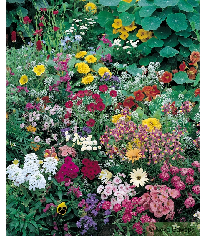 Graines De Fleurs Pour Le Jardin Et Le Balcon : 10 Variétés De