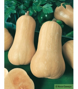 Graines de Courge Musquée Avalon F1 Butternut ©Images protégées télchargement interdit !