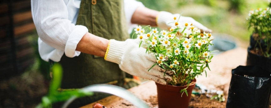 Planter des fleurs : guide pratique pour les débutants